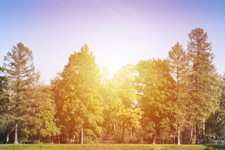 Sunrise in autumn forest trees. Yellow leaves with sun light and blue skyの写真素材