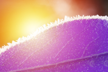 Purple abstract leaf with sun and frozen edge. Strange nature macro background