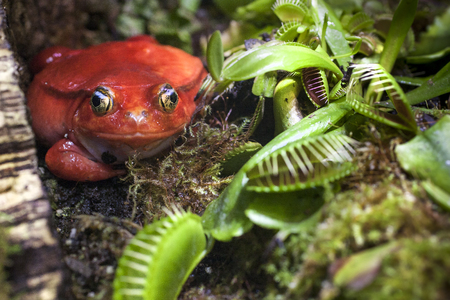 Flytrap area. Red frog in carnivorous plants hunt on insects. Dangerous nature background.の写真素材