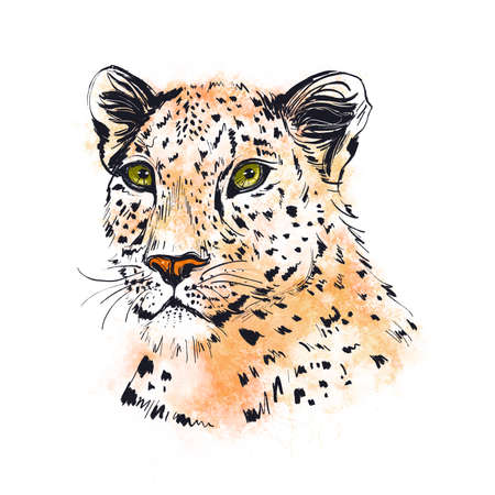 Carnivore Head. Face of a wild cat. Portrait of Leopard, hand-drawn animal illustration. Feline, painted by hand. Painting mascot. Spotted wildcat.の写真素材