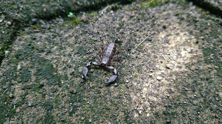 Small Dark Scorpion on Mossy Stone Surface in Natural Lightの写真素材