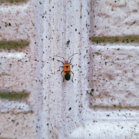 Bright Orange Bug with Black Markings on Textured Wall Surfaceの写真素材