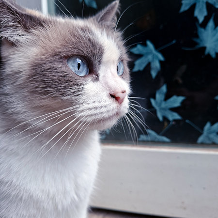 Blue-Eyed Cat Gazing Beside Decorative Glass with Maple Leaf Patternの写真素材