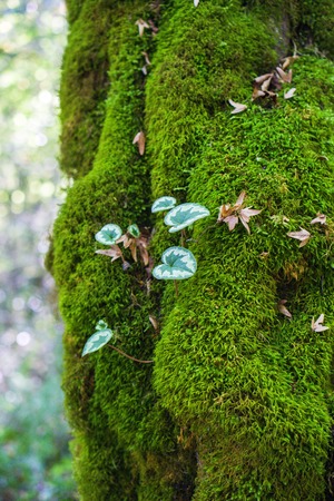 The tree is covered with MOSSの写真素材