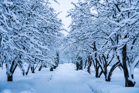 The trees in the Park after the snowfall are completely covered with snow.