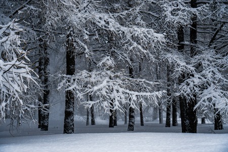 The trees in the Park after the snowfall are completely covered with snow.の写真素材