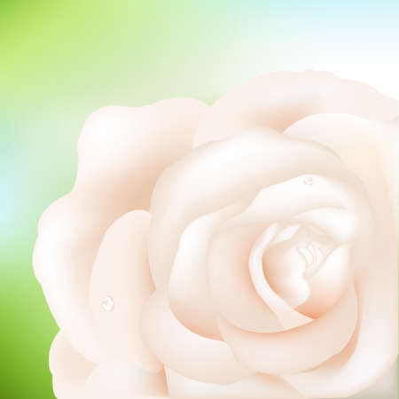 Macro Image Of Cream Rose With Water Droplets, Vector Illustrationのイラスト素材