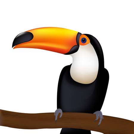 Toucan, Isolated On White Background, Vector Illustrationのイラスト素材