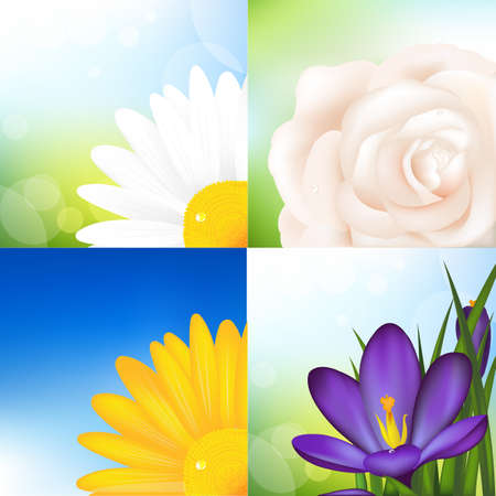 4 Flowers, Rose, Crocus And Camomile , Vector Illustration のイラスト素材