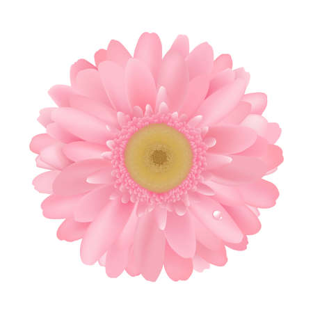 Pink Gerbera, Isolated On White Backgroundのイラスト素材
