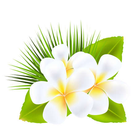 Frangipani, Isolated On White Background, Vector Illustrationのイラスト素材
