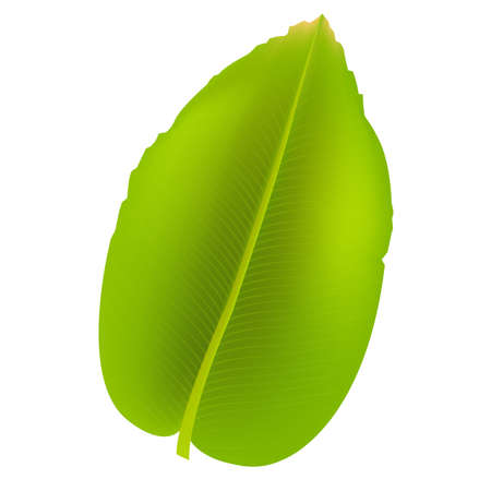 Banana Leaf, Isolated On White Backgroundのイラスト素材