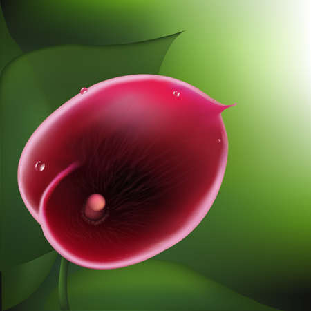 Calla Lilyのイラスト素材