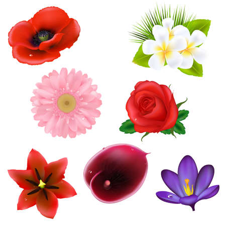 8 Flowers, Isolated On White Backgroundのイラスト素材
