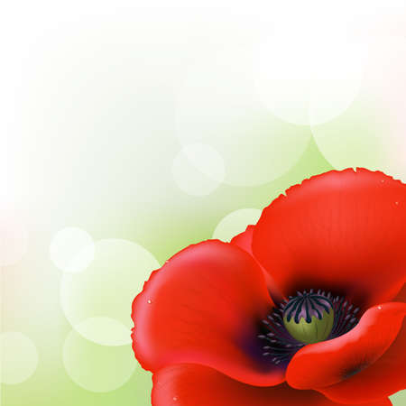 Red Poppyのイラスト素材