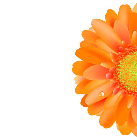 Orange Gerber With Water Drop, Isolated On White Background.のイラスト素材