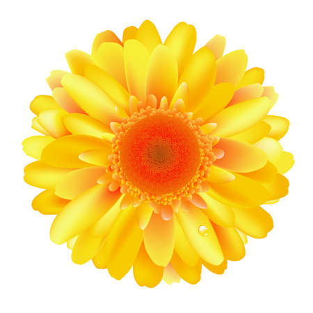 Yellow Gerber, Isolated On White Background, Vector Illustrationのイラスト素材