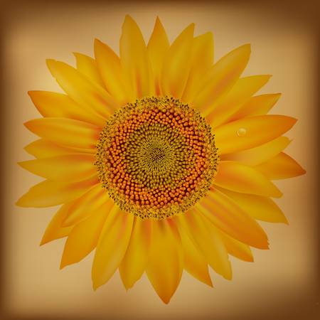 Sunflower, Isolated On White Background.のイラスト素材