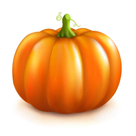 Pumpkin, Isolated On White Background.のイラスト素材