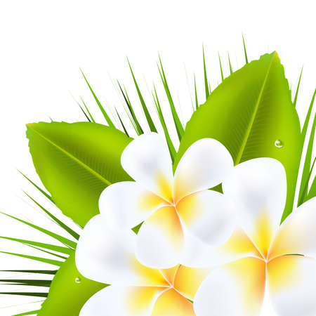 3 Beautiful Frangipani, Isolated On White Background, Vector Illustration
のイラスト素材