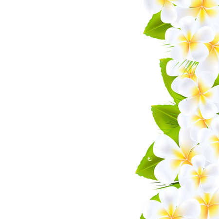 Frangipani Flowers Border, Vector Illustration
のイラスト素材