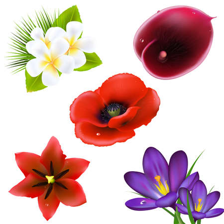 Set Of Realistic Flowers, Isolated On White Background, Vector Illustration
のイラスト素材