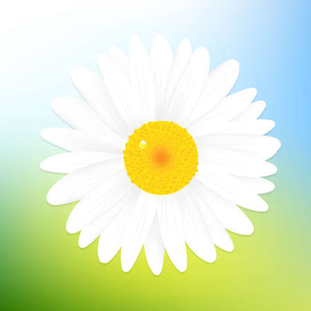 Beautiful Daisy Of Blue Sky Background,Illustrationのイラスト素材