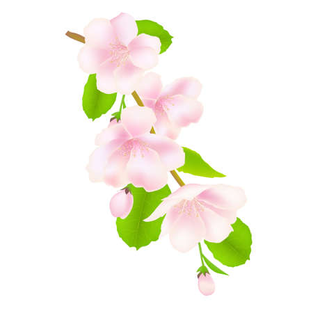 Apple Tree Flowers, Isolated On White Background, Illustrationのイラスト素材