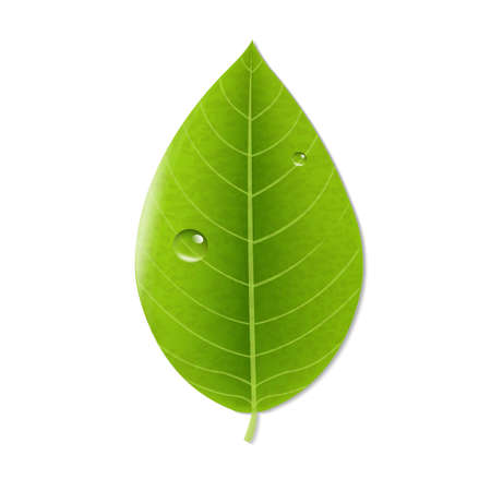 Eco Green Leaf, With Gradient Mesh, Vector Illustrationのイラスト素材