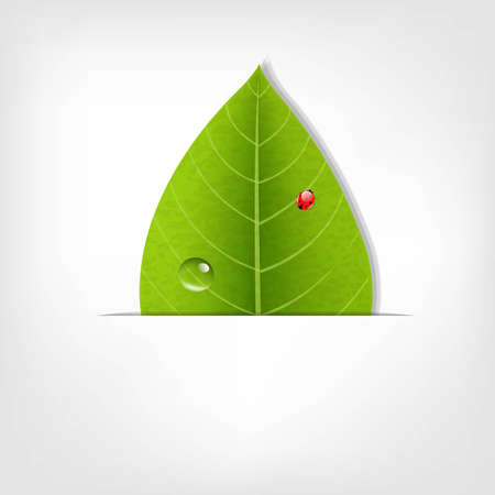 Eco Green Leaf Poster, With Gradient Mesh, Vector Illustrationのイラスト素材