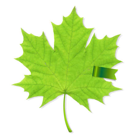 Green Leaf With Ribbon, Vector Illustrationのイラスト素材