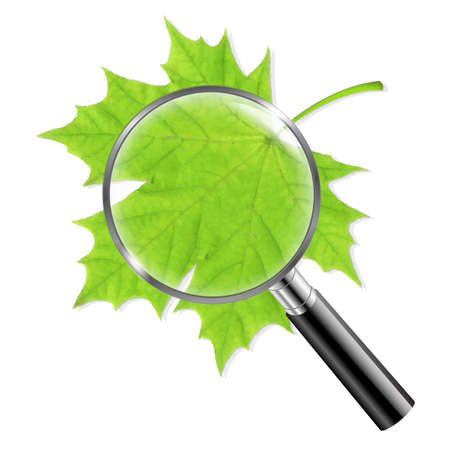 Magnifing Glass With Green Leaf With Gradient Mesh, Vector Illustrationのイラスト素材