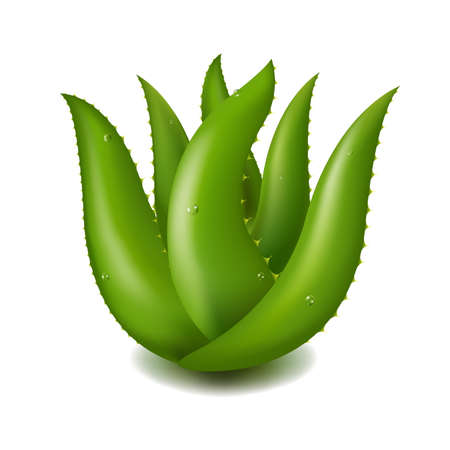 Aloe Vera With Gradient Mesh, Vector Illustrationのイラスト素材