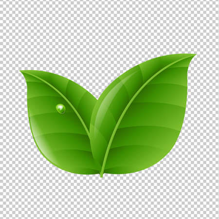 Green Leaves With Gradient Mesh, Vector Illustrationのイラスト素材