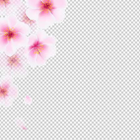 Cherry Flowers Isolated With Gradient Mesh, Vector Illustrationのイラスト素材