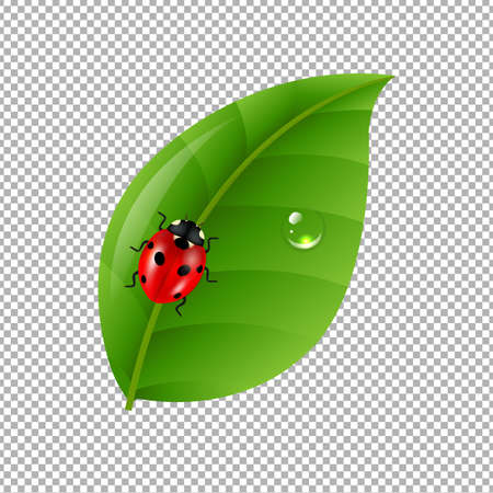 Ladybug With Leaf Isolated In Trasparent Background Gradient Mesh, Vector Illustrationのイラスト素材