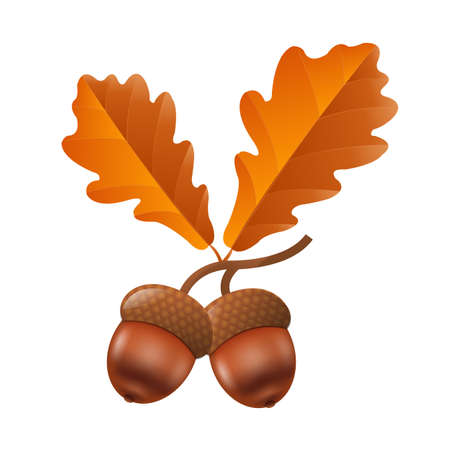 Acorn, Vector Illustration, With Gradient Meshのイラスト素材
