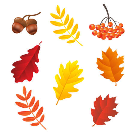 Autumn Set, Vector Illustration, With Gradient Meshのイラスト素材