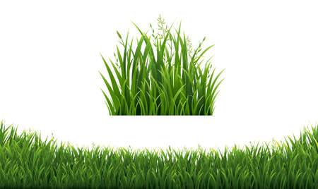 Green Grass Frames Set In Isolated White Background, Vector Illustrationのイラスト素材