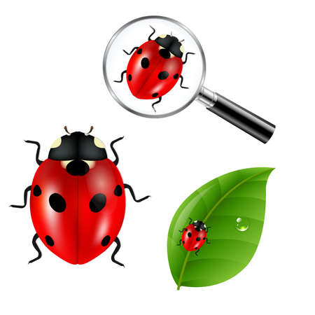 Ladybugs Set Gradient Mesh, Vector Illustrationのイラスト素材