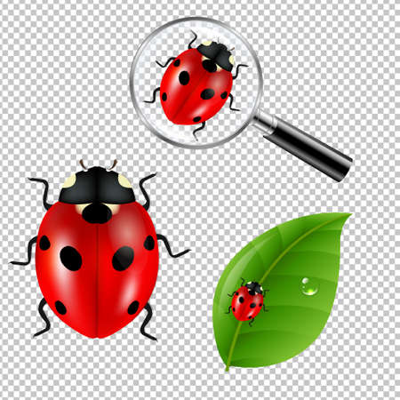 Ladybugs Set Gradient Mesh, Vector Illustrationのイラスト素材