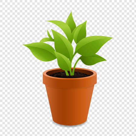 Pots And Green Sprout With Isolated Transparent Background With Gradient Mash, Vector Illustrationのイラスト素材