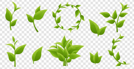 Green Leaves And Branches Isolated Transparent Background , Vector Illustrationのイラスト素材