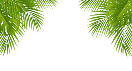 Green Palm Tree Leaves Frame Isolated White Background , Vector Illustrationのイラスト素材