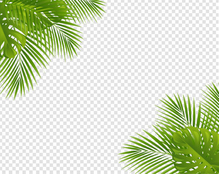 Palm Tree Leaves Leaves Frame Isolated Transparent Background , Vector Illustrationのイラスト素材