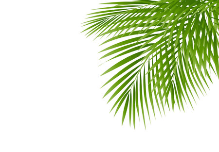 Palm Tree Border Isolated White Background , Vector Illustrationのイラスト素材