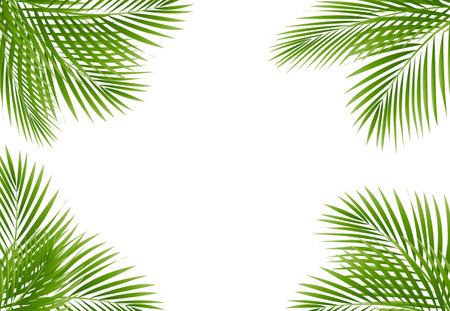 Palm Tree Frame Isolated White Background, Vector Illustrationのイラスト素材