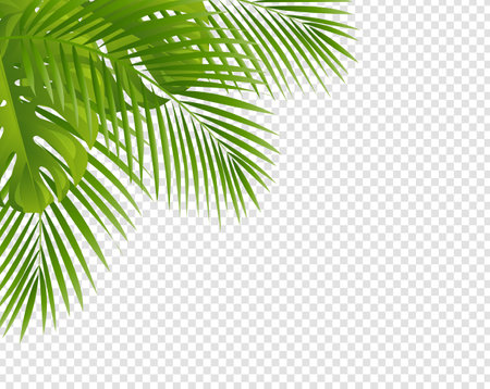 Palm Tree Leaves Leaves With Frame Isolated Transparent Background , Vector Illustrationのイラスト素材