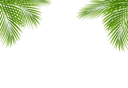 Green Palm Tree Frame Isolated White Background, Vector Illustrationのイラスト素材
