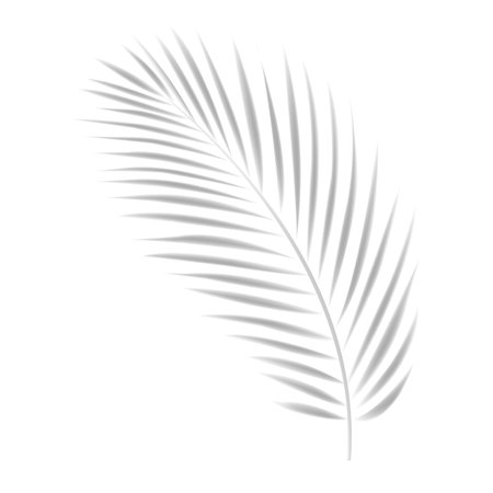 Tropical Leaves Shadow Mockup With Palm Leaves Shadow With Gradient Mesh, Vector Illustrationの写真素材
